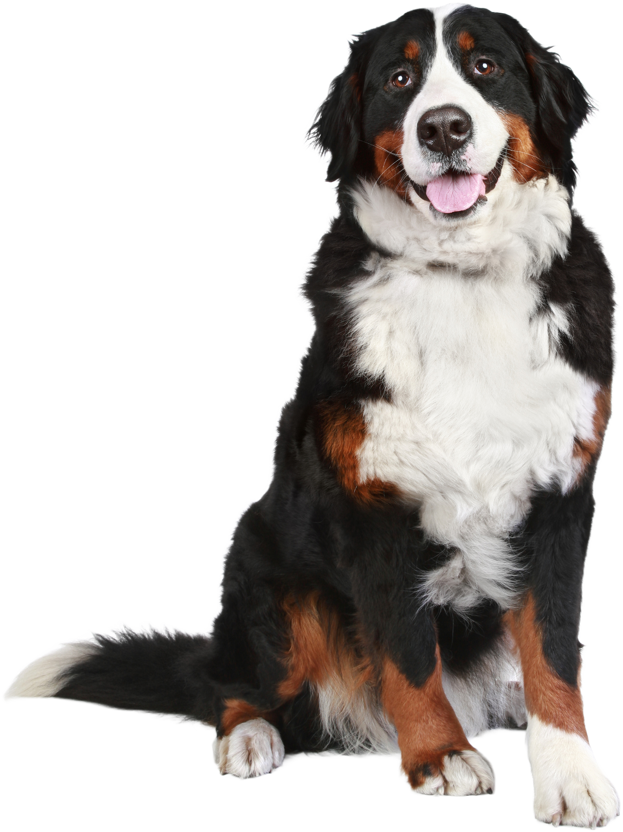 Bernese mountain dog on white background.