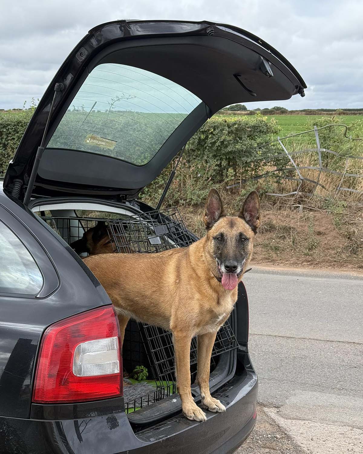 Dog in car boot in Birmingham