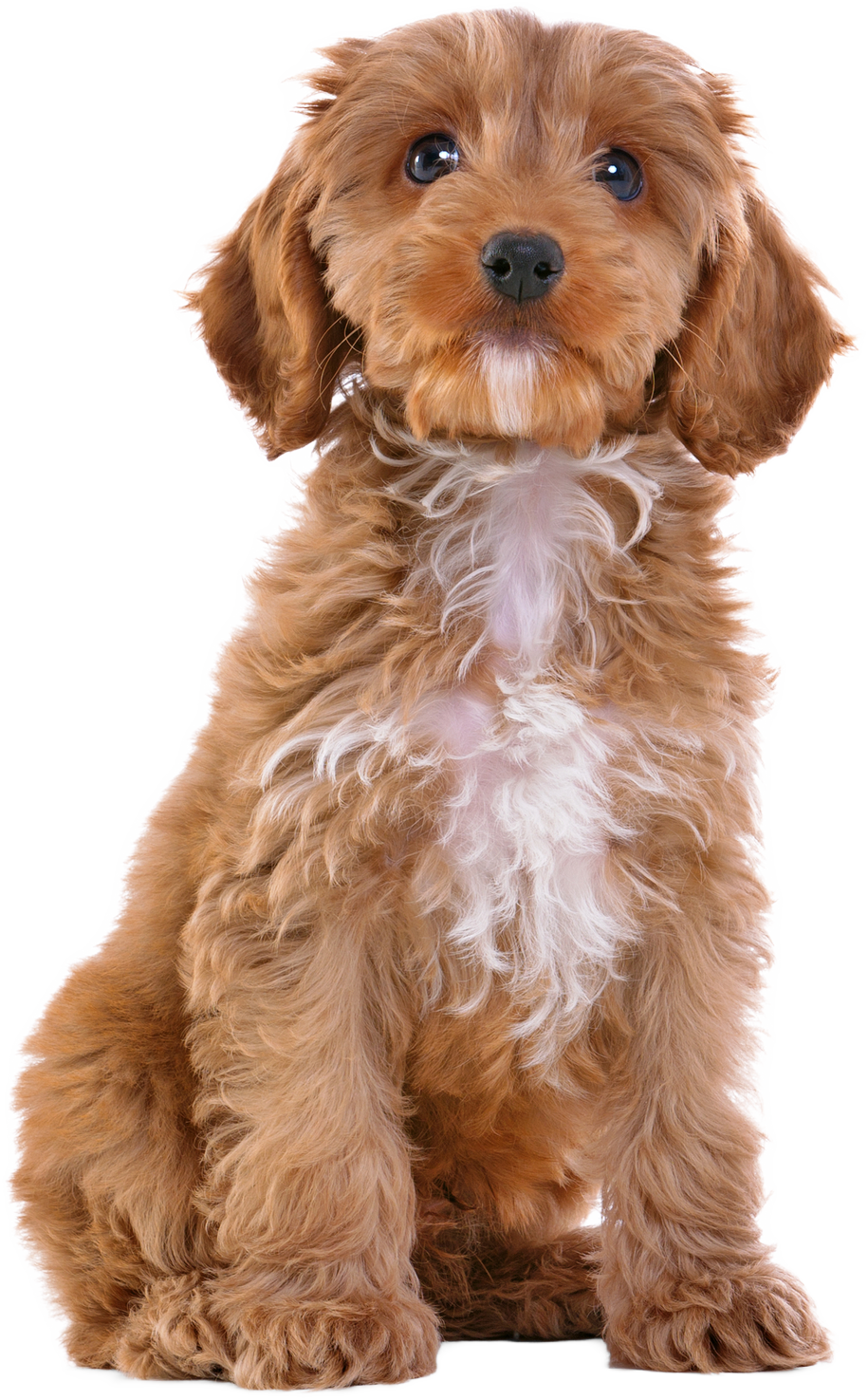 Puppy Cockapoo isolated on white. Photo of an 11 week old male red and white Cockapoo puppy, who is a F1 cross breed between a cocker spaniel and a poodle, sitting looking at camera and isolated on a white background.