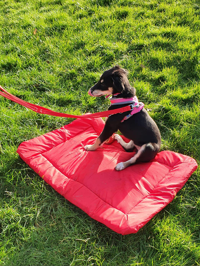 Puppy on red dog bed on grass in Birmingham